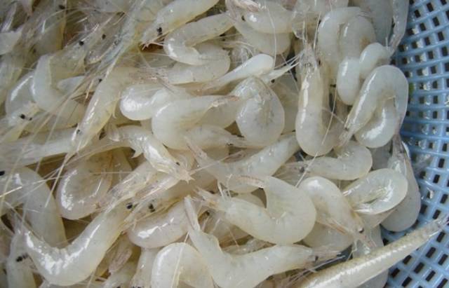 崇明小白虾的鲜美,n种方式来诠释