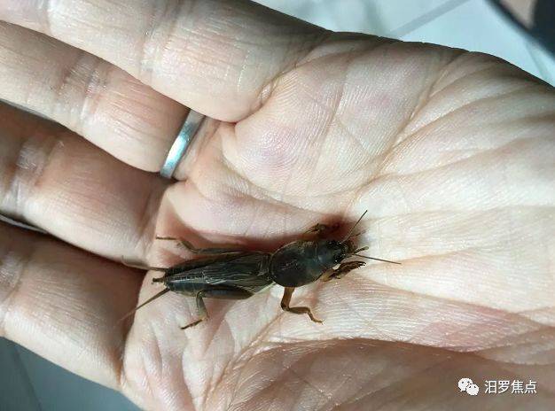 农村有句俗语叫:听蝲蝲蛄叫就不种庄稼了?蝲蝲蛄也叫蝼蛄,土狗子.