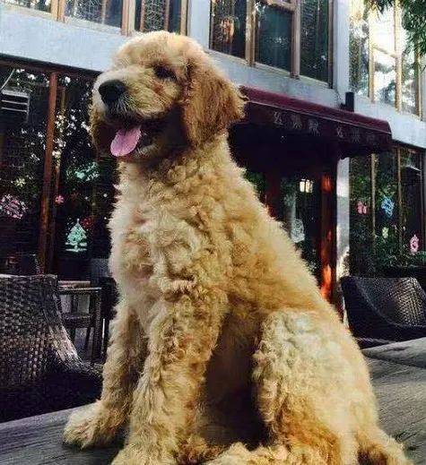 金毛和德牧的混血儿这颜值也太高了吧