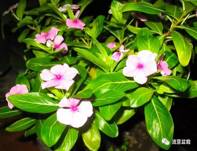 做到这8点,四季梅开花美丽,远离黄叶!_手机搜狐网