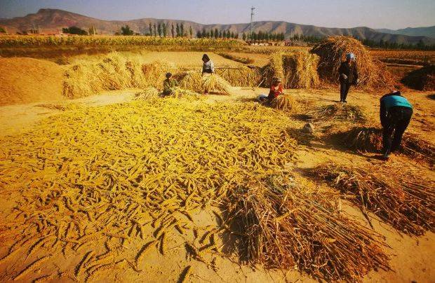 【农民丰收节】一组宽城老照片火了!小时候干过农活的才看得懂