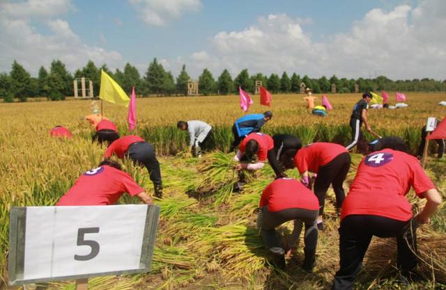 2019年上海市农民体育健身系列活动之水稻收割比赛圆满举办