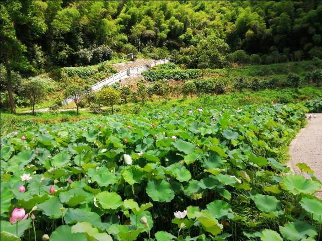 瞻仰著名杰出红军将领黄公略故居这里风景美如画