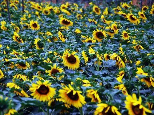 郁金香花语故事_花语故事英文缩写怎么写_花语故事