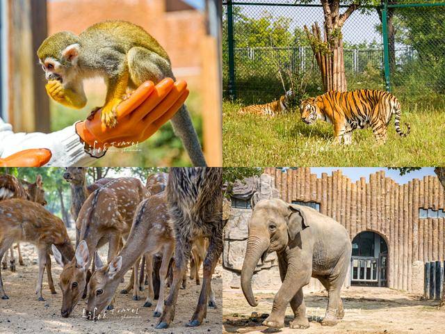 自駕遊覽濟南野生動物園,160元門票值不值?叢林木屋很酷炫