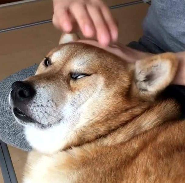 当我们摸狗狗的头时,你认为它们是内心怎么想的?