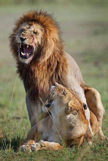 狮子兄弟为了争夺母狮爆发血腥之战, 血流满面仍不服输