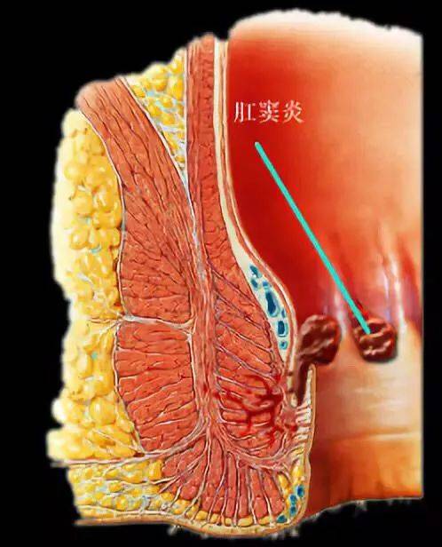 肛管的位置图图片