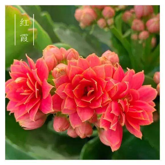 34种长寿花,最美的品种都在里面