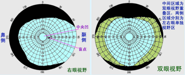 另外,由于面部结构(鼻和额)阻挡视线,也影响视野的大小和形状.