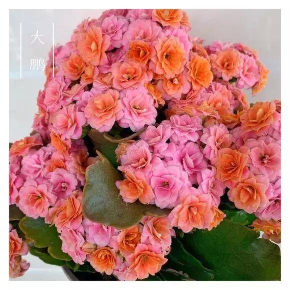 34种长寿花,最美的品种都在里面