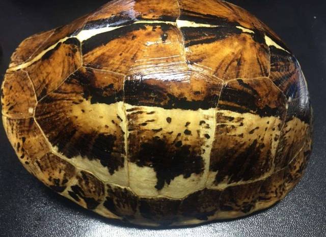 谈古论今龟赋予了哪些寓意