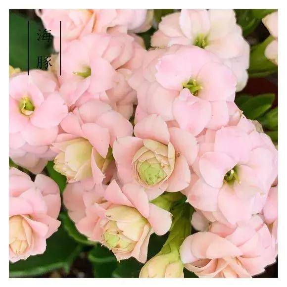 34种长寿花,最美的品种都在里面