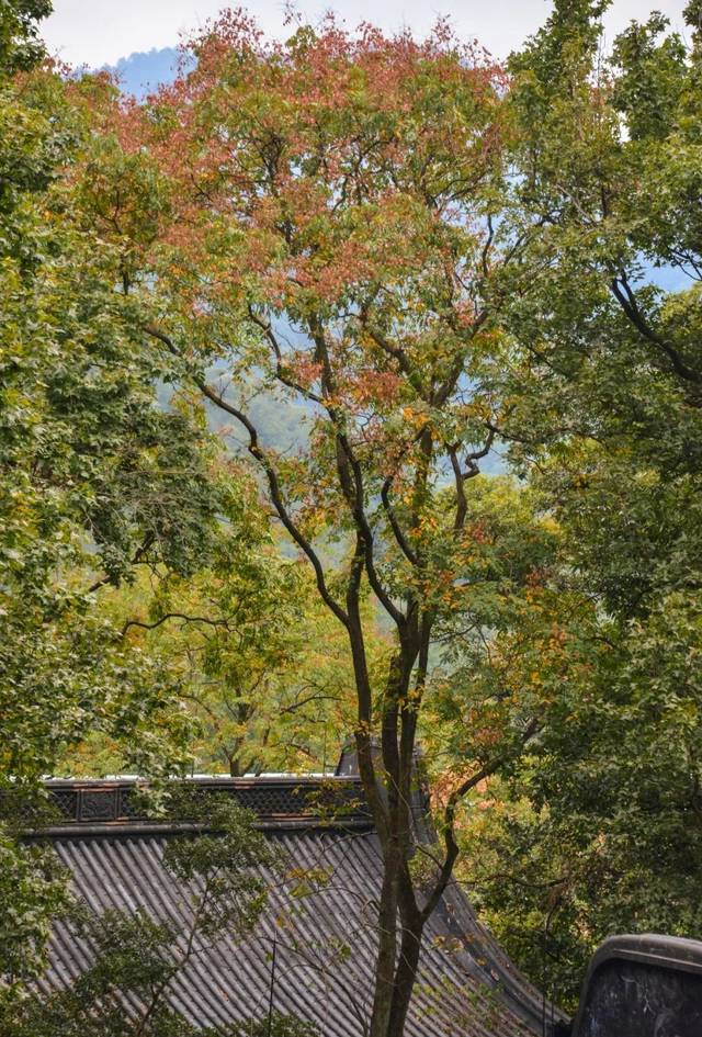 "删繁就简三秋树", 秋分,卸下枝头的繁华, 万物都在做减法.