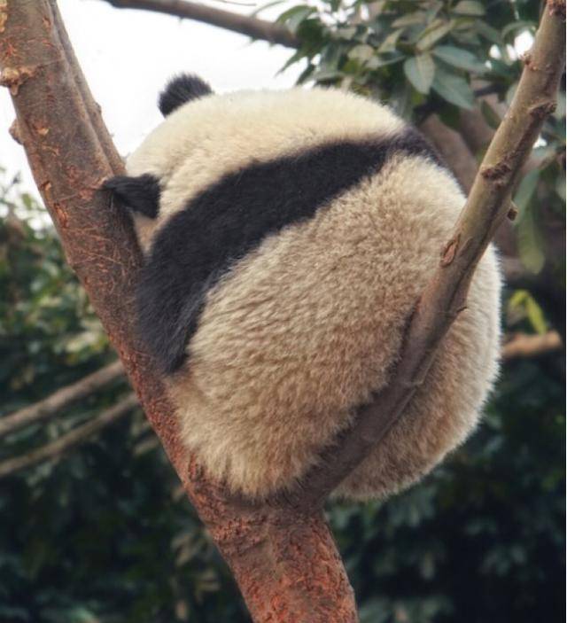 这些熊猫太搞笑了,满屏都是圆滚滚,笑喷了!