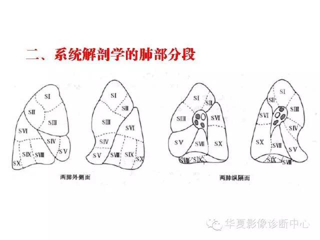 轻松掌握肺部解剖和分段