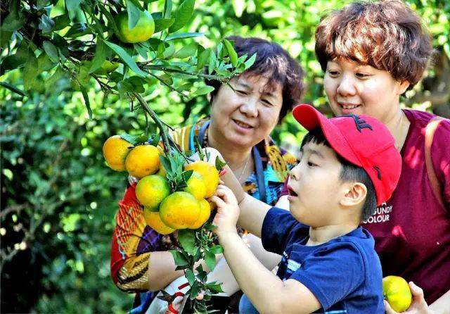 活动五,柑橘采摘活动