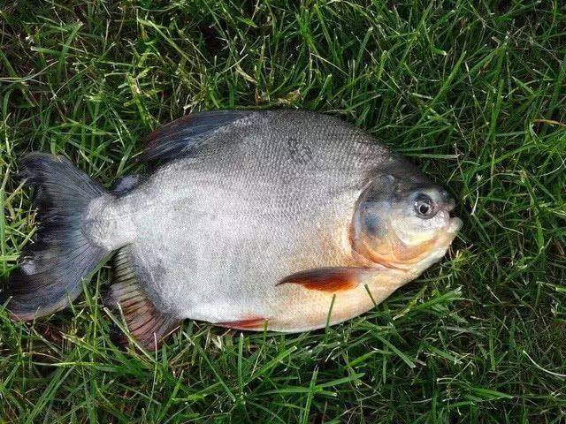 垂钓淡水白鲳它是食人鲳的近亲长着与其不匹配的牙齿