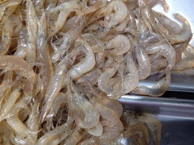 龙虾不是虾,对虾更不是虾?_手机搜狐网