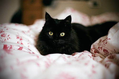 猫咪舔床单是什么意思,小猫猫为啥老是吃被子