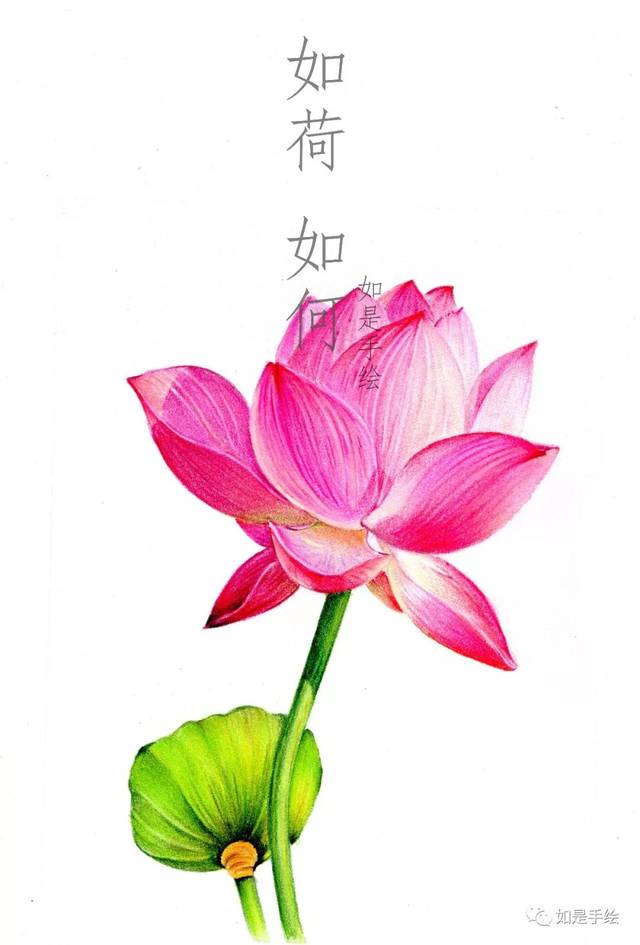 荷花|超简单的荷花画法看过来~_搜狐网