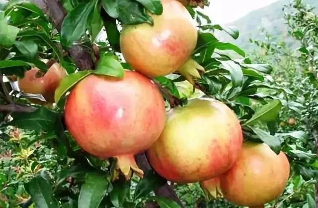 龙口这种水果大量上市浑身都是宝可惜99的人都不知道67