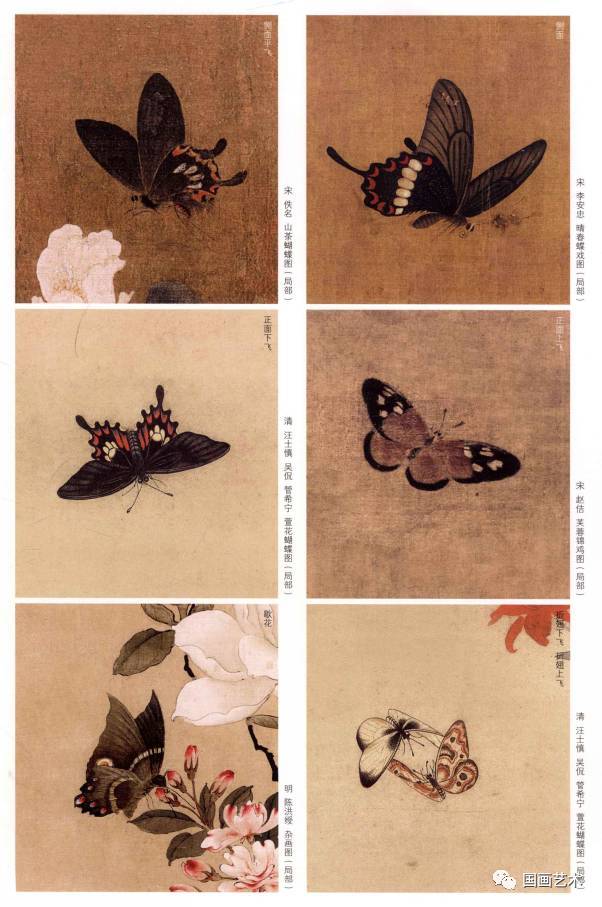 图文教程：工笔蝴蝶画法_搜狐网