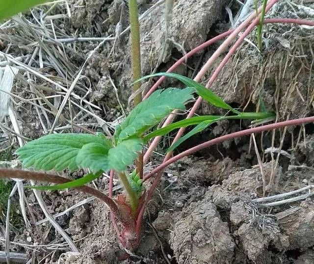 草莓红茎问题的原因及解决办法
