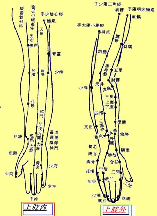 手三阴手三阳经络图片