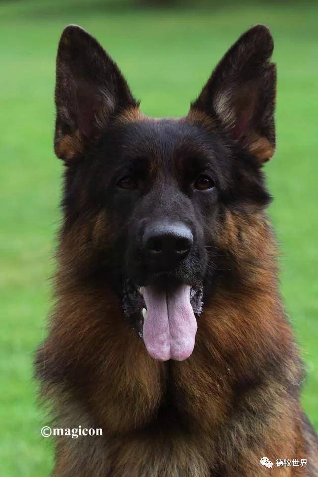 2017,2018年德国sv德牧本部展成年公va8 jax dei precision