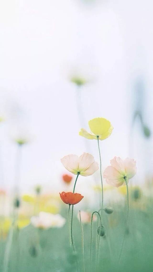 安静的美,胜过一切