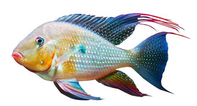 每日一鱼南美慈鲷朱巴利体色亮绿体色有一黑斑