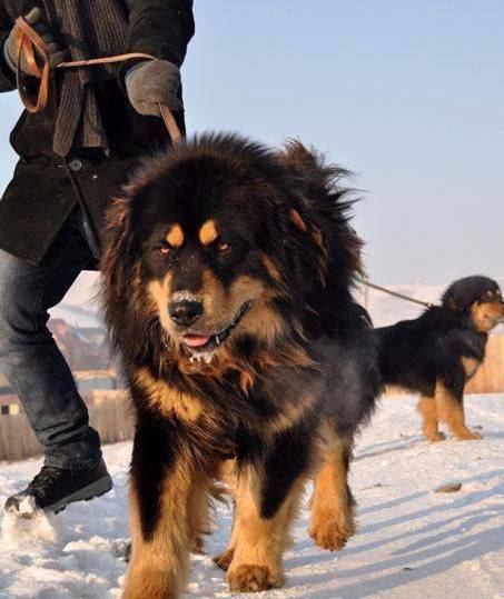 草原无冕之王无人可撼其地位唯蒙古獒犬是也