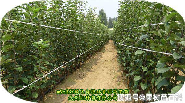 最新品种的苹果苗