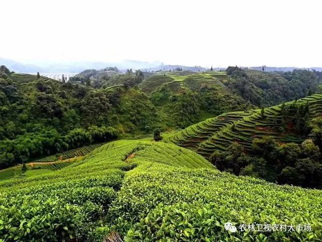 农林卫视农村大市场图片