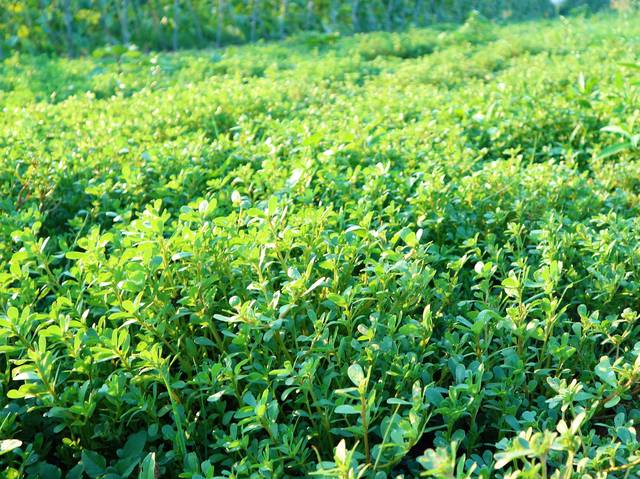 农民种植长寿菜既是蔬菜又是中药材半亩地收入3000元