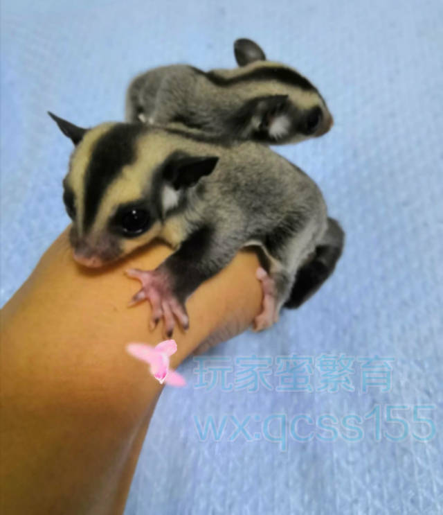 宠物蜜袋鼯认主人吗,带着出门会跑掉吗