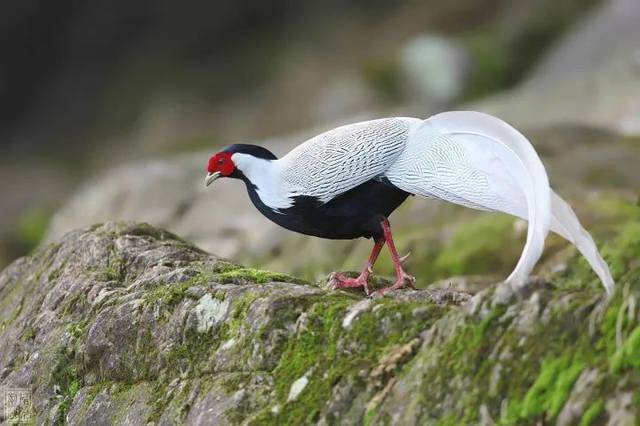 震惊!云浮南山公园发现一只美若天仙的大鸟