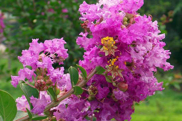 庭院常栽的百日红开不好的原因,你知道吗?