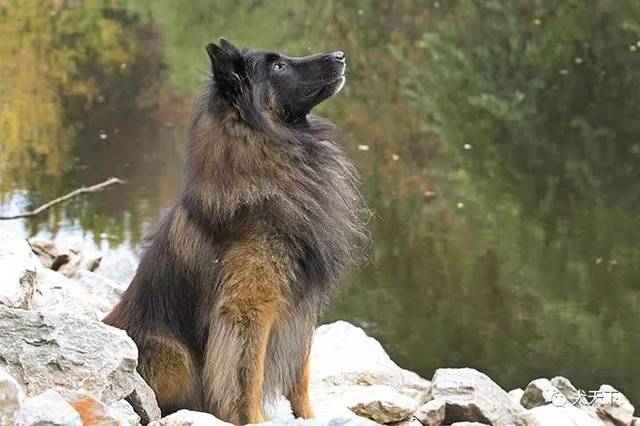 点指名犬——优雅的比利时四大牧羊犬之比利时特弗伦犬