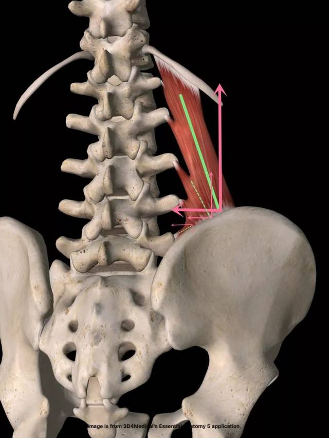 认识腰方肌:解剖和牵伸