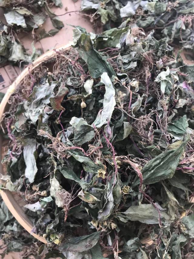 风鼓草风谷草的功效与作用