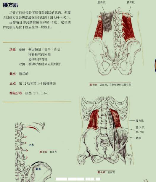 认识腰方肌:解剖和牵伸