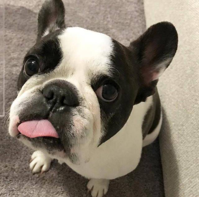 法国斗牛犬洗完澡,很快恢复成"臭皮蛋",是因这些部位没洗好