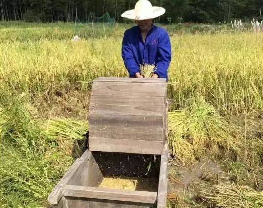 打谷子的工具,农村(第7页)_大山谷图库