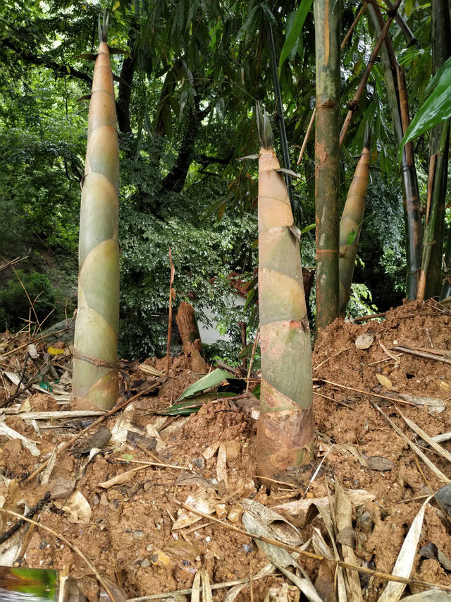中国竹笋代表品种八渡笋广西宏世