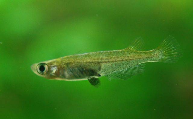 缸里的萤火虫荧光鱼