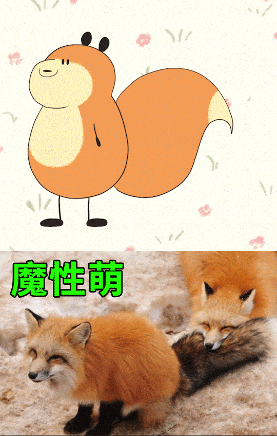 大尾巴狐狸表情包图片