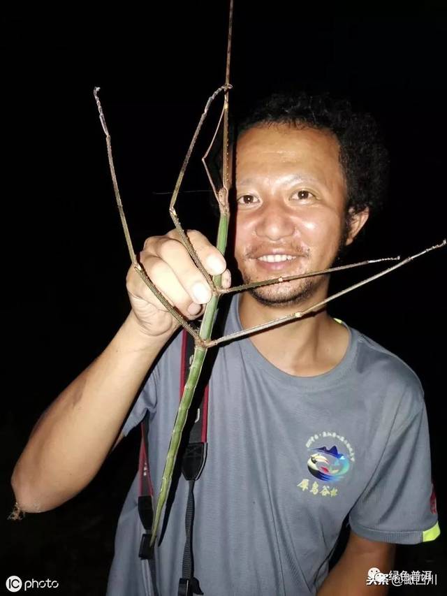 世界上最大的竹节虫图片