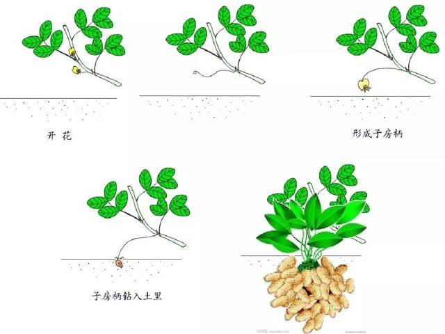花生的种植方法图解图片